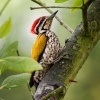 Datel zlatohrbety - Dinopium javanense - Common Flameback o1152
